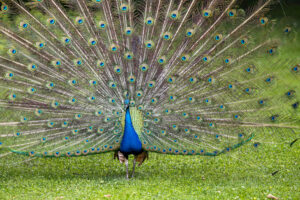 Zahrada zámku v Kroměříži